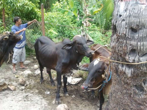 Malatapay Market